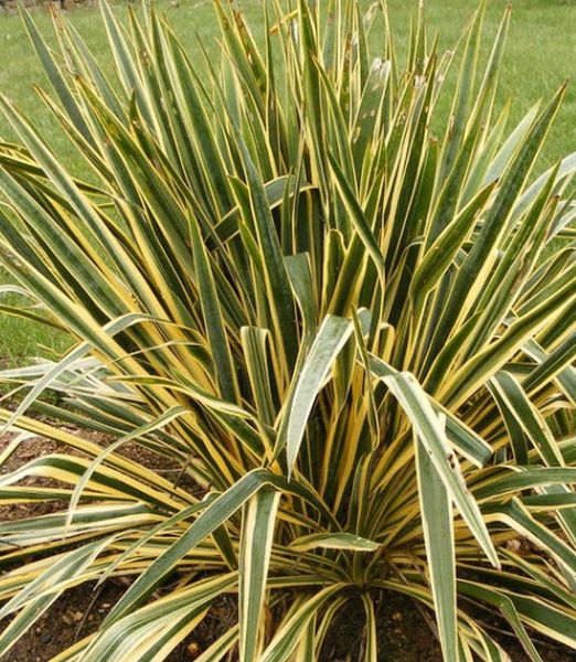 Yucca filamentosa 'Bright Edge'